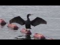 Cormorant Drying Its Wings