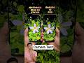 Moto edge 60 Pro Vs Realme 13 Pro Photography Test Camera testing The Best Phone for Photography
