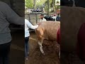 গরুর হাটে আপেল হাজী সাহেব 🔥 ঢাকায় সেরা গরুর মাংস | Cow Market Bangladesh #everyone #sorts #cow #গরু