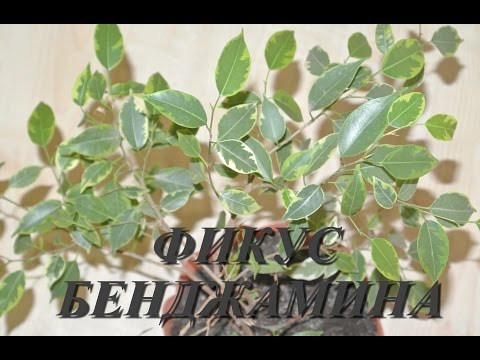 ФИКУС БЕНДЖАМИНА УХОД, ПОЛИВ ФИКУСА В ДОМАШНИХ УСЛОВИЯХ Ficus benjamina