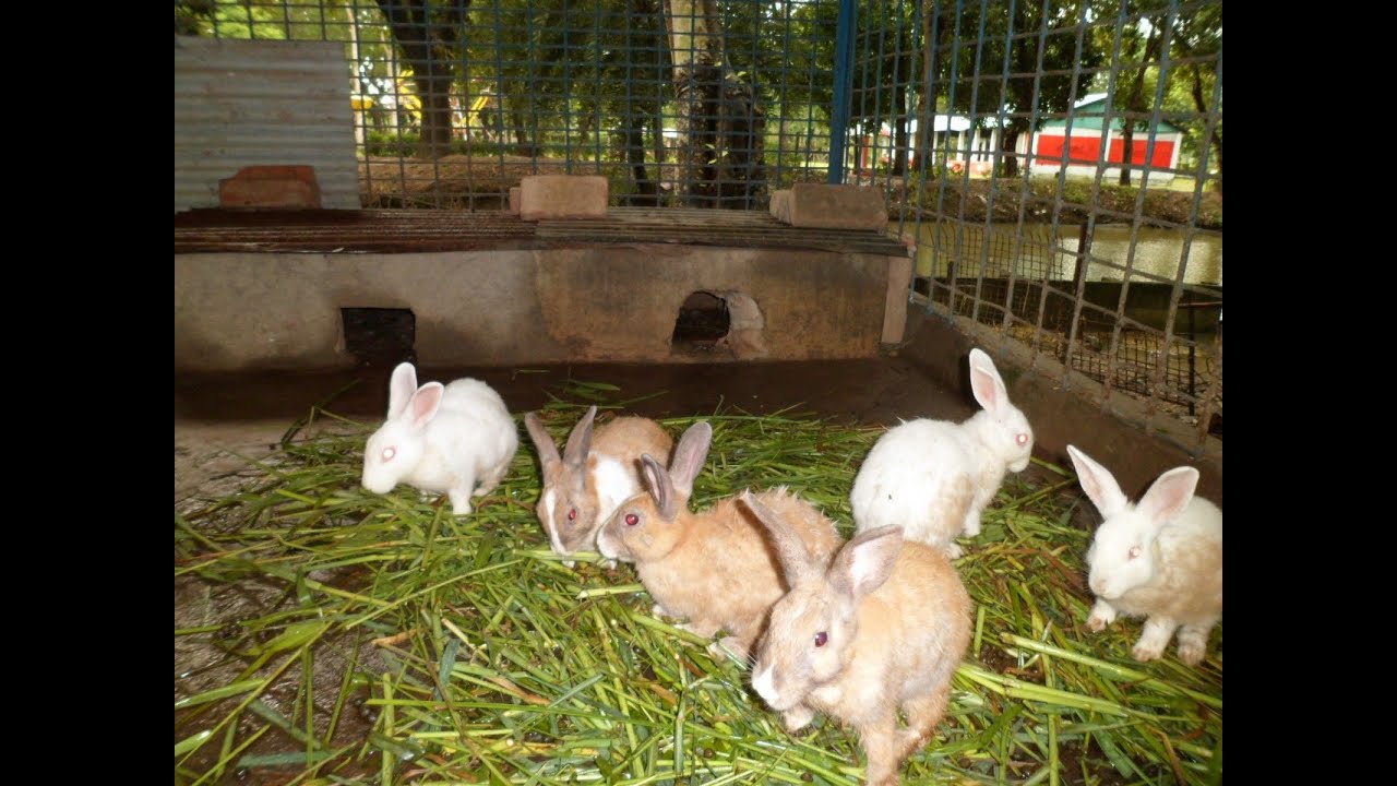 Rabbit Farming - Breeding perfect for a High Profit Margin