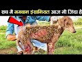 भगवान् ऐसी सजा किसी को ना दे ! 10 most inspiring animal rescue, animals