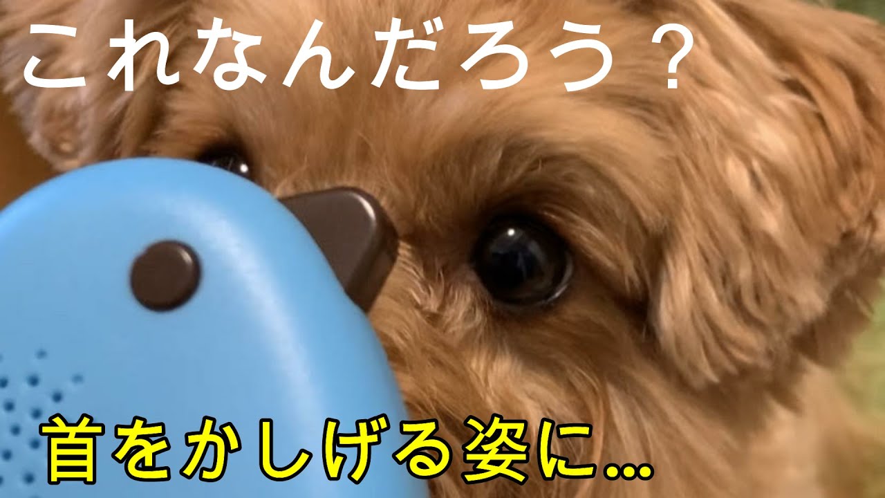 衝撃 ポメプーが大人になると ミックス犬 ささみ Youtube