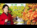 石蕗の宿  真木柚布子