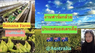 งานฟาร์มกล้วย ไร่กล้วย ที่ประเทศออสเตรเลีย งานดีต้องบอกค่ะ! | Banana Farm
