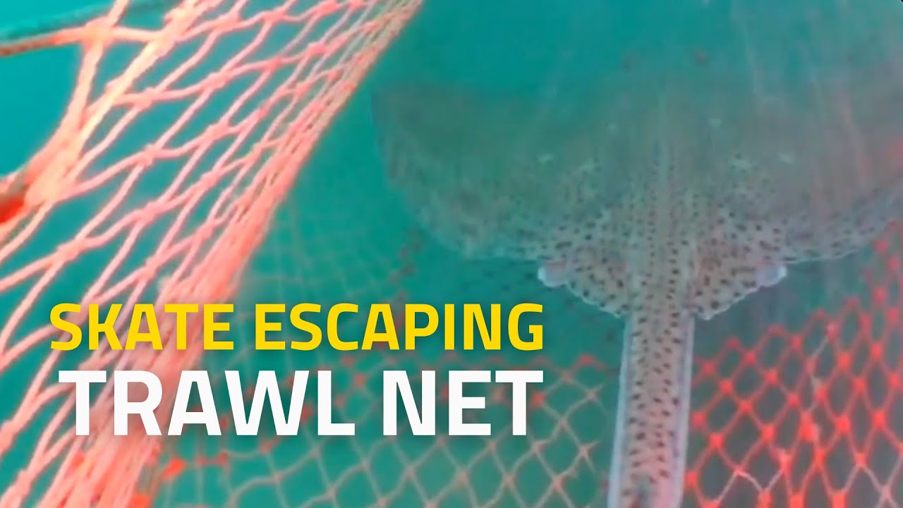 Monitoring Marine Life Behaviour with Bycatch Reduction Lights and ...