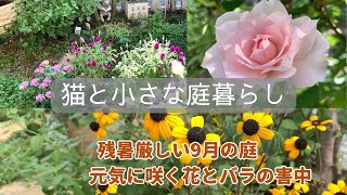 ＊ガーデンVlog＊9月・秋バラを台無しにする害虫🌹😱猛暑を乗り越え小さな庭に咲いている花の様子🪴ブルベリー収穫&スイーツ作り🫐
