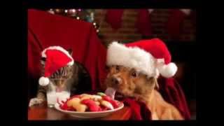 CHRISTMAS AT RAINBOW BRIDGE (HD) - Scott Katsura (Official Music Video)