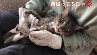 爪切り大嫌いで怒る猫に革手袋で防御してみたら