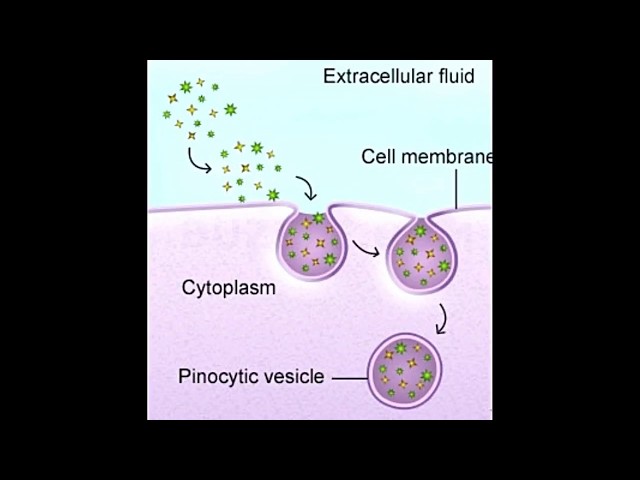 Pinocytosis Diagram Simple