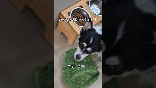 강아지 사료 먹방 #노견일기 #오늘