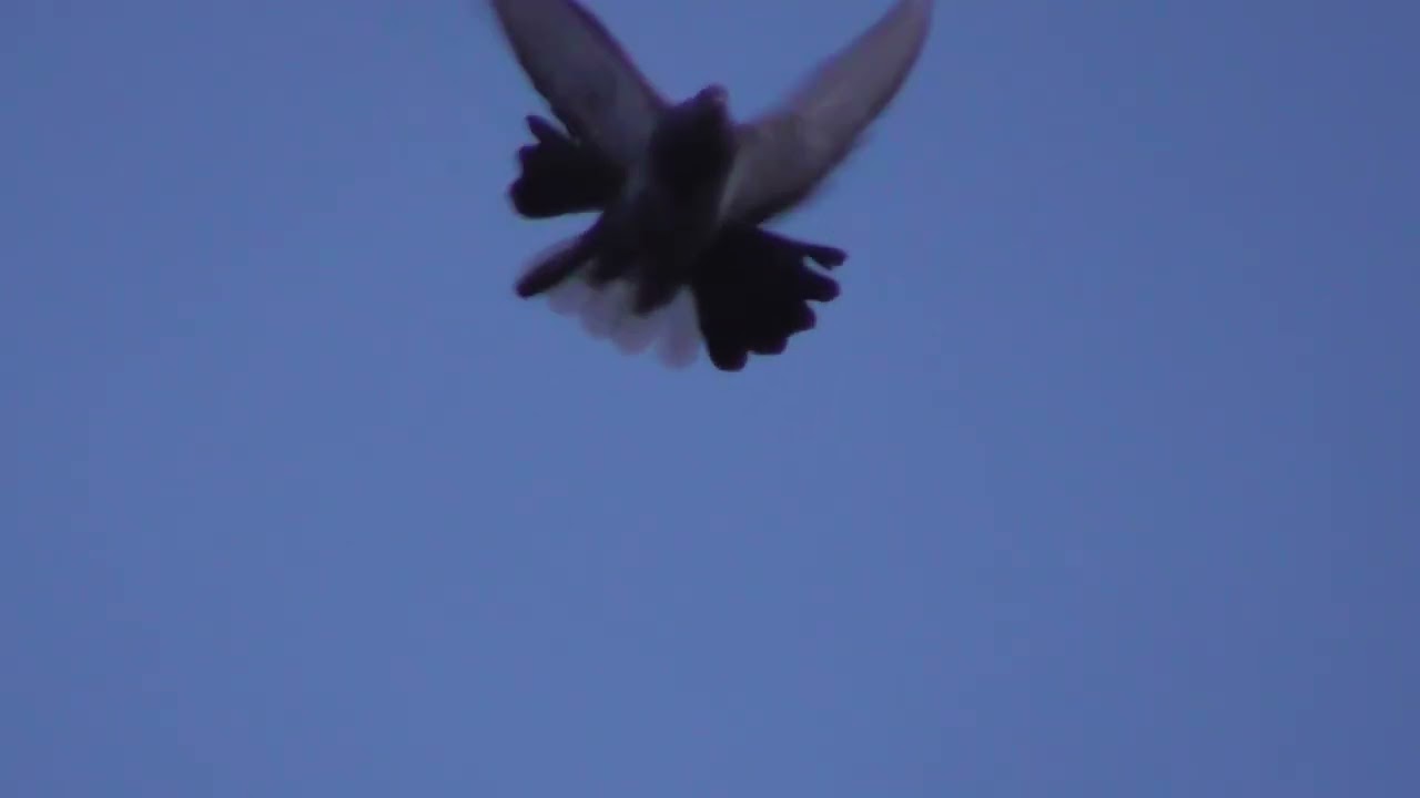 Задуп северо запад, немного полетали. 05 03 2026г