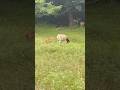 Sheep on a rainy day. #sheep #buckeyeranch ##shepherdess