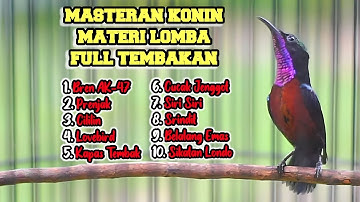 PANCINGAN MEWAH KOLIBRI NINJA FULL TEMBAKAN ISIAN TAJAM MATERI LOMBA 100% AMPUH!!!