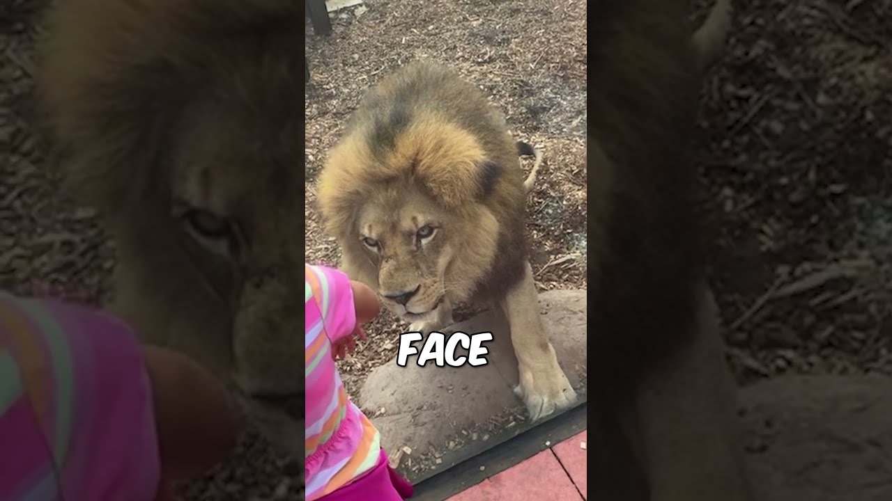 Lion Attacks At Zoo 