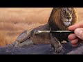 Painting a majestic Lion | Time Lapse