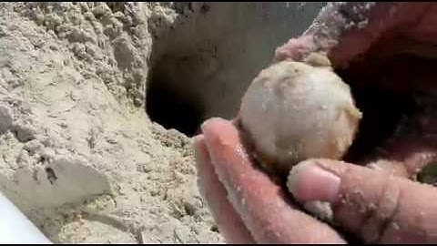 Loggerhead Sea Turtle Nest Relocation  - Part 2 -