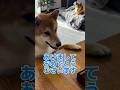 あけましておめでとうございます! #柴犬ロック #柴犬ボブ