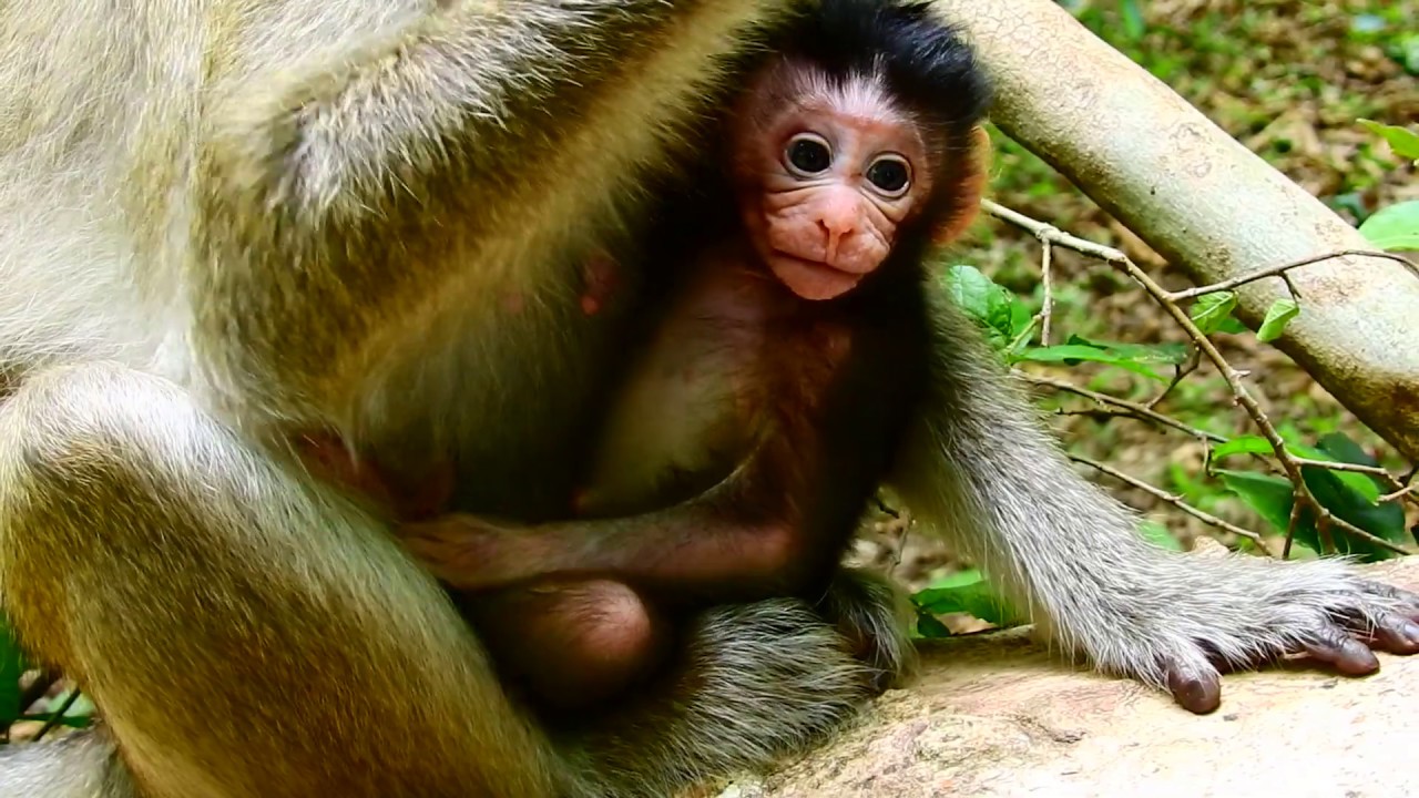 foundation medicine Sweet Sweet Newborn Looking Straight so cute, Male baby of Caci