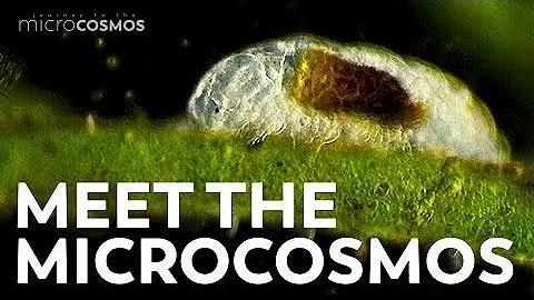 Cosa si intende per microcosmo?
