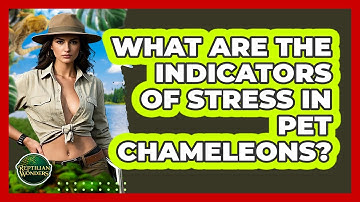 What Are The Indicators Of Stress In Pet Chameleons? - Reptilian Wonders