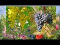 Виноград 2020  Обзор винных сортов  Полтава