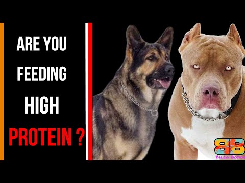 Video: Berapa Banyak Protein Yang Dibutuhkan Anjing Saya?