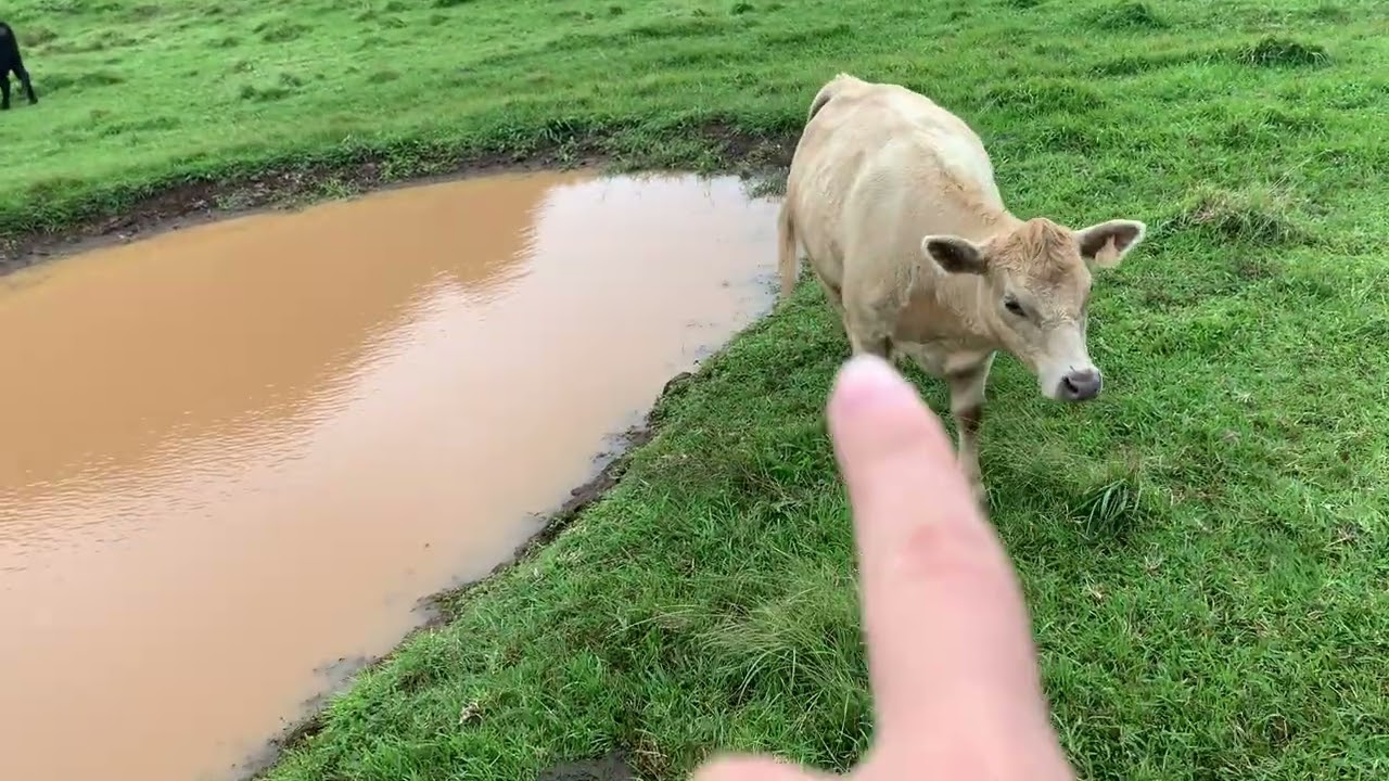 Jurassic Park, O’ahu 