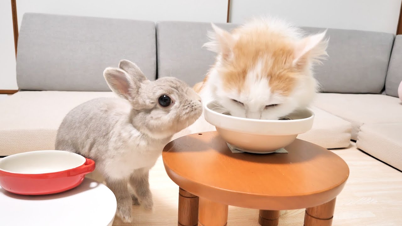 人気作家 naho.さま ネコちゃんと小さなうさぎさん 3Dのうさちゃん🐇