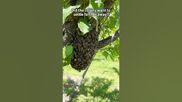 Sadly my colony of Japanese honey bees absconded #shorts