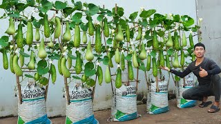 You will regret it if you don't know this method of growing Gourds in Bags sooner. Very big fruit