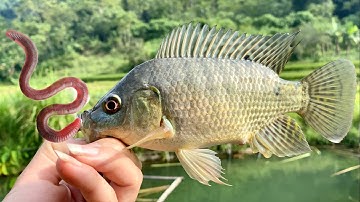 3 manieren om wormen als aas te gebruiken voor het vissen op tilapia - extreem effectief vissen m...
