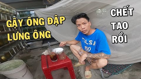 TROLL cắt mùng của ông chủ trại cá Betta và cái kết bị đuổi ra khỏi nhà