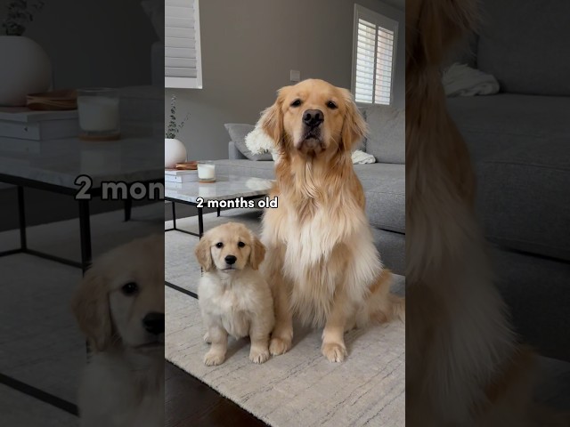 Süße Bilder von Golden Retriever Welpen! 3 sddefault