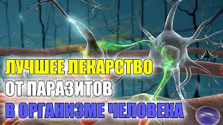 ⛔ Форум о паразитах 👍 Глисты у взрослого человека лечение без таблеток