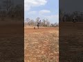 #trending #cricket #trendingshorts #cricketlover #viralreels #viralvideo #ipl #cricketfans #cricket