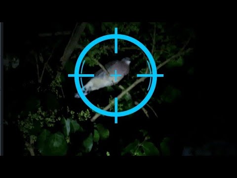 Video: Cara Menembak Bandar Pada Waktu Malam