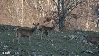 Cerve e sguardi tra luci e ombre  #abruzzo #wildlife #sguardi #primavera