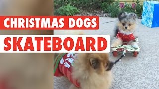 Christmas Dogs Ride A Skateboard