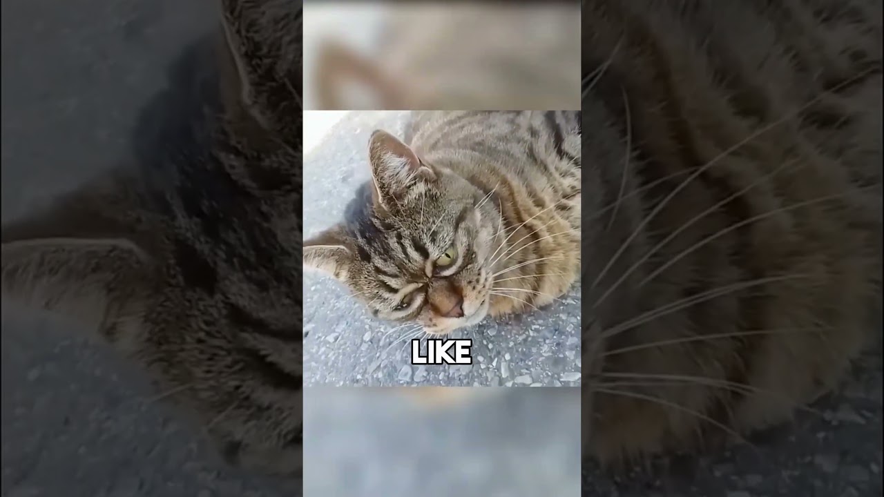 A cat who thinks he's a frog 😹🐸