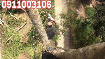 2 ae cùng leo cưa cây xà cừ và cái kết #thạchlộcninh #bắtongrừng