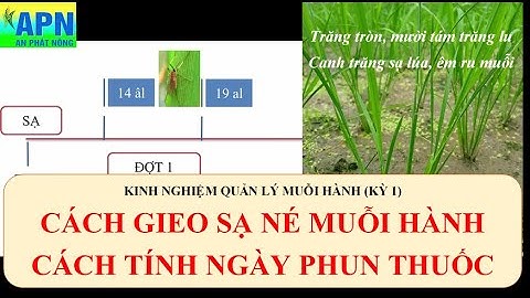 APN - CÁCH GIEO SẠ NÉ MUỖI HÀNH - XÁC ĐỊNH NGÀY PHUN THUỐC - [KINH NGHIỆM QUẢN LÝ MUỖI HÀNH KỲ 1]