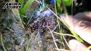 Panghuhuli ng Alimasag or Blue Crabs sa Gabi | Catch &amp; Cook