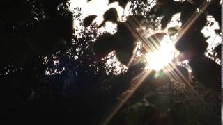 Футаж - Солнце светит сквозь листву