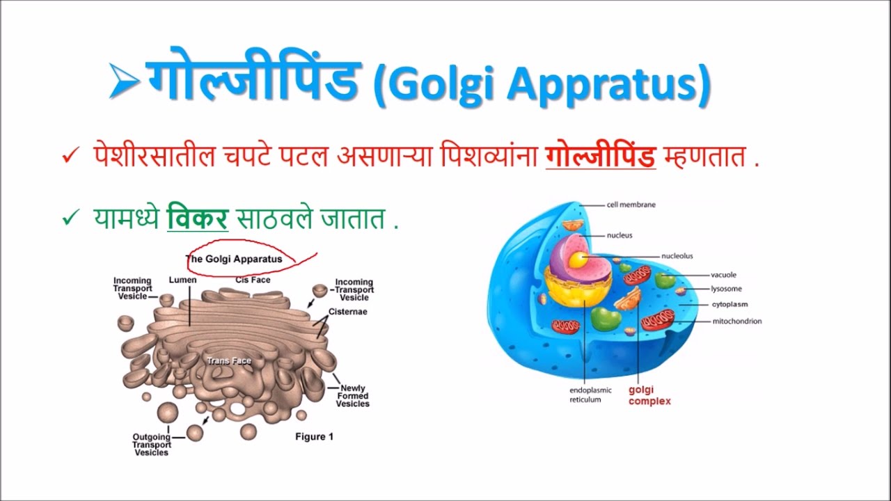 Wall Meaning In Marathi / Meaning Of Malang In Marathi