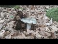 grzybobranie 2022, jedyny grzyb 🍄🍄🐌🐌