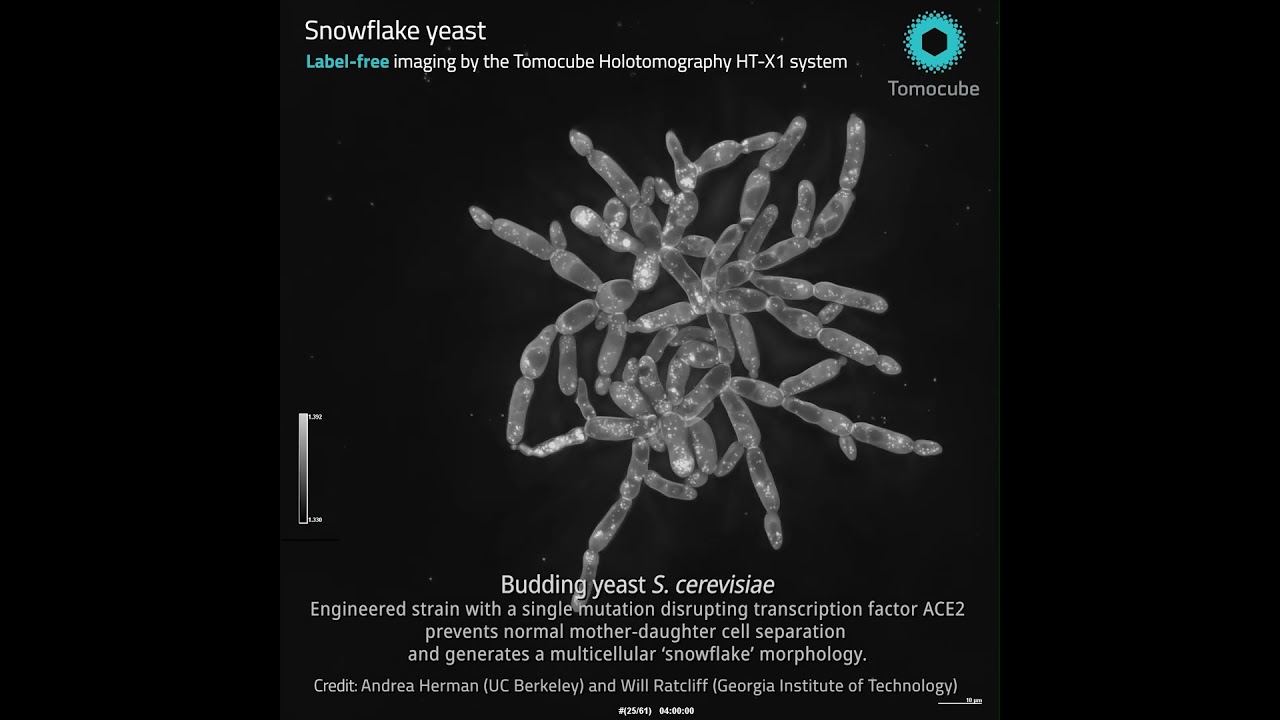 Snowflake yeast - Label-free live cell imaging (short)