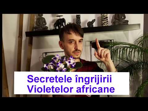 Secretele ingrijirii Violetelor africane