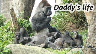 Gorilla D'jeeco family just wanted to stay together/  D'jeeco家族就是要待在一起😀