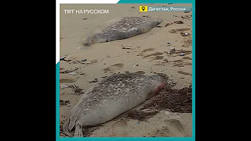 На берегу Каспийского моря нашли мертвых тюленей